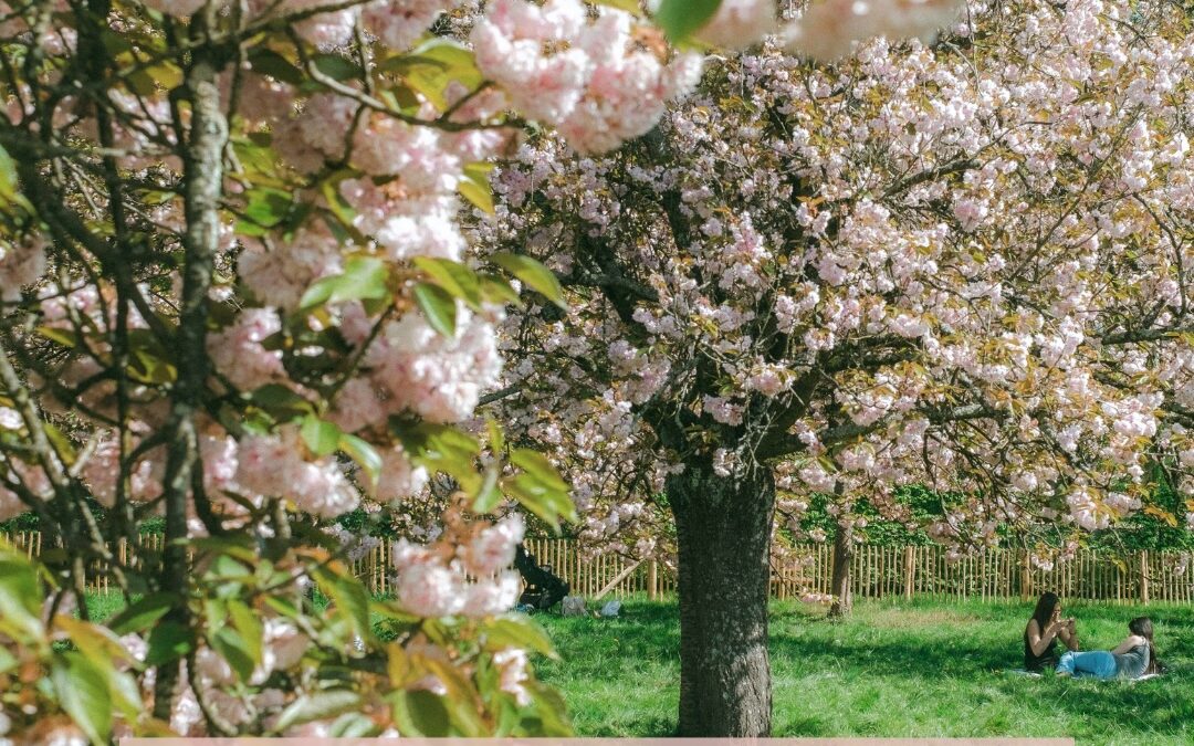 Flowering trees. People sitting in grass.