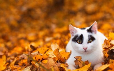 Embracing Fall with Seasonal Affective Disorder